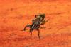274565 – Photo : walter zoccarato – Tanzanie